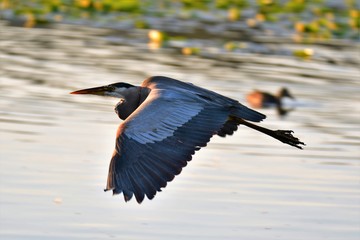Great blue heron, flying, closeup, bird, heron, blue, wildlife, great, nature, wings, flight, animal, wild, environment, beak, fauna, ardea, outdoor, beautiful, marsh, big, neck, water, large, bill, w