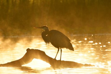 A great Blue Heron perches on a log, the morning fog and sun giving the scene an orange hue.