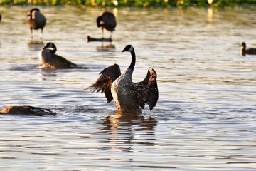 A Canada goose finishes cleaning its feathers and splashes in the water. Water droplets can be seen. 