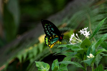 Cairns Birdwing Butterfly