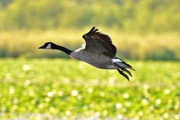 A closeup shot of a Canada Goose flying. BC Canada