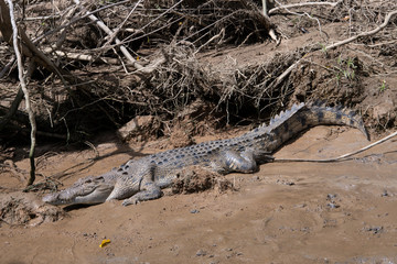 Australian Crocodile