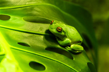 Australian Tree Frog