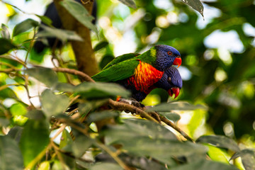 Rainbow Lorikeet