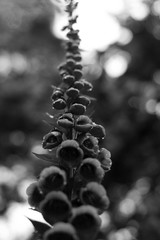 Tall foxglove growing wild