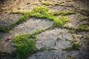 Grass grows through concrete slabs