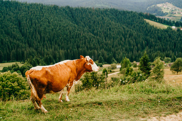 Fototapeta na wymiar Brown cow pasturing in the mountains.