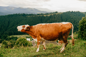 Fototapeta na wymiar Brown cow pasturing in the mountains.