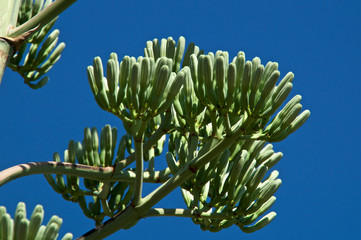 Close up of of large agave century plant flower buds against blue sky. A member of the asparagus family.