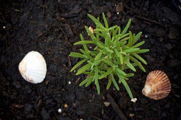 Looking down on young green rosemary plant with seashells. fragrant Herb is used medicinally and also in cooking.