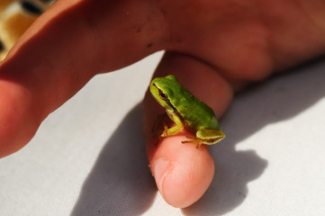 Miniature frog sitting on a Human Finger
