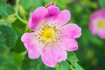 beautiful flower of wild rose on a green background