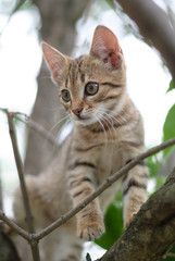 Cute tabby kitten on a tree branch