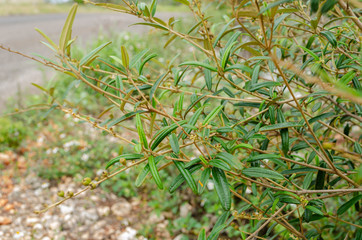 Wild Rosemary Tree Branch © Jacquelin