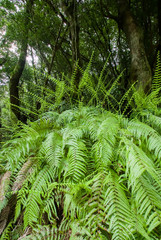 Fern of Yakushima Island - 屋久島のシダ