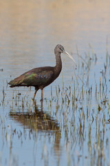 Glossy Ibis (Plegadis falcinellus) standing in the marsh, Marazion, Cornwall, England, UK.