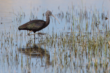 Glossy Ibis (Plegadis falcinellus) wading in the marsh, Marazion, Cornwall, England, UK.