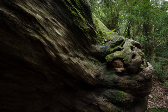 The Monster on Yakushima Island - 屋久島に住まう怪物