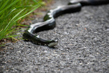 A rat snake on the edge of the road looking for rodents. 
