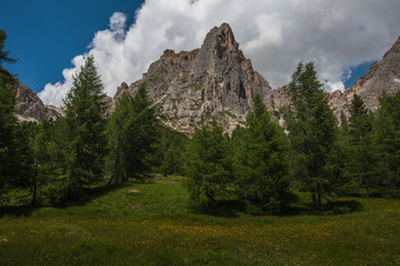 Fototapeta na wymiar landscape forest in trentino with dolomiti mountain
