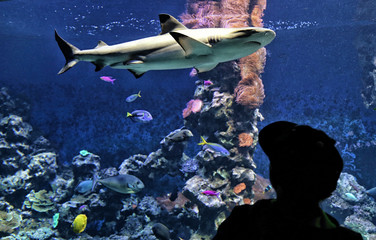 Big  shark in the aquarium with silhouette of boy