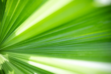 Closeup nature view of green leaf and blurred greenery background in garden with copy space for text using as background natural green plants landscape, ecology, fresh wallpaper concept