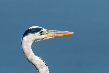 Close-up of neck and face of a grey heron