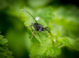 Big black beetle on green plant, macro shot