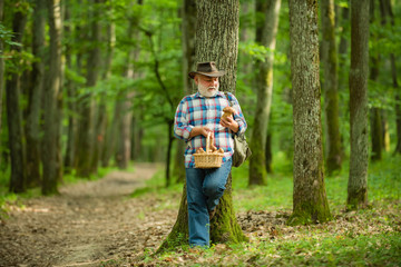 Fototapeta premium Old man walking. Grandpa Pensioner. Senior hiking in forest. Summer and hobbies. Old bearded mushroomer in summer forest.