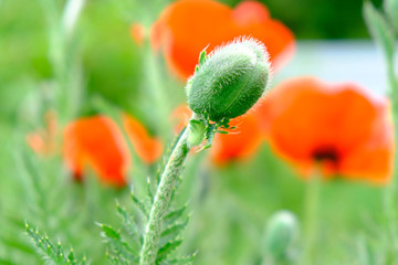 Unblown green poppy flower bud on a blurred background.