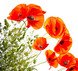 green grass and red poppies isolated on a white background