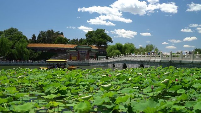 Chinese garden in Beijing - famous public park. Giant water lily plants, bridge and traditional building on beautiful blue sky summer day in Beijing, China. Used by locals and a tourist destination.