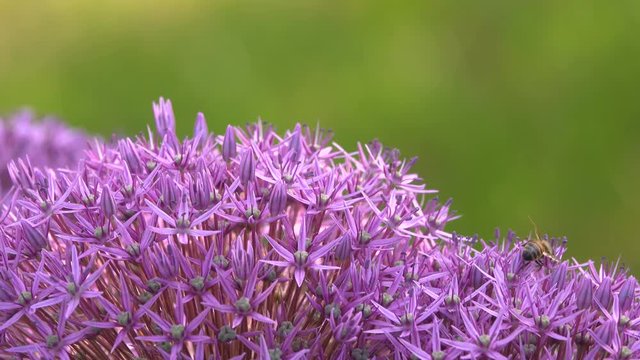 bees collect nectar on the flowers of ornamental garlic.