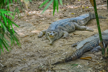 Crocodiles in the zoo