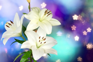 Fototapeta na wymiar Three white lily flower on abstract background