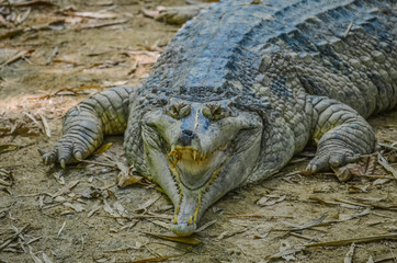 Crocodile in the zoo