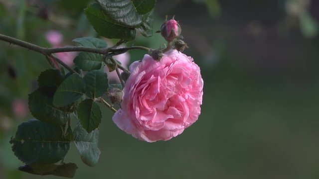 blooming pink tea rose flower sways in the wind.