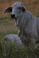 Cow