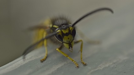 Wasp