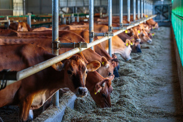 cows dairy breed of Jersey eating hay fodder in cowshed farm somewhere in central Ukraine, agriculture industry, farming and animal husbandry concept © Sodel Vladyslav