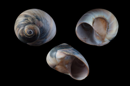 Shark eye-Neverita duplicata