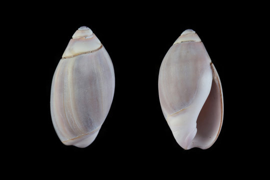 Olivella mutica
