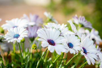 Beautiful white Gerbera flowers with blue centre in natural setting