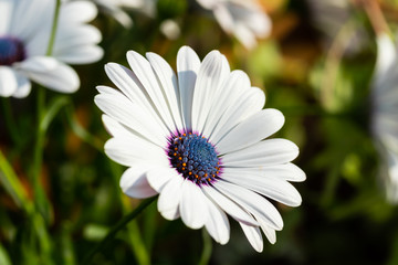 Beautiful white Gerbera flower with blue centre in natural setting