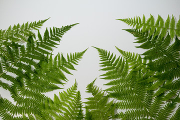 Fototapeta na wymiar Fern leaves, green background