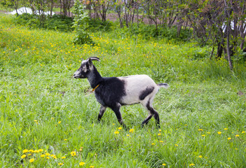 black and white goat with horns in a collar in the grass.