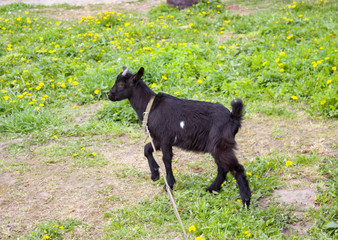 black little goat in the grass