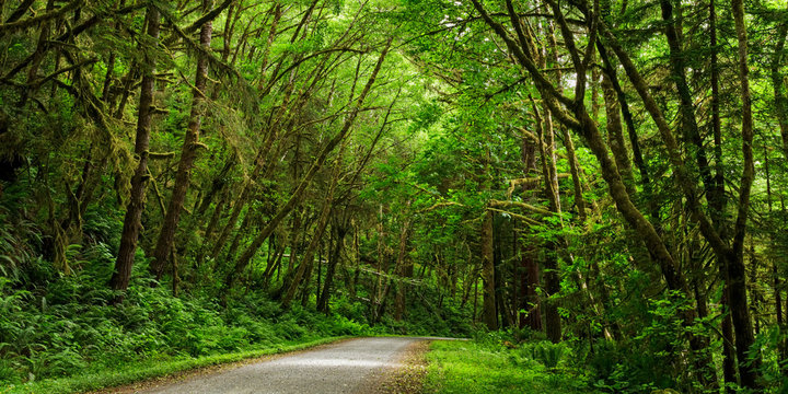 Forest Road 02