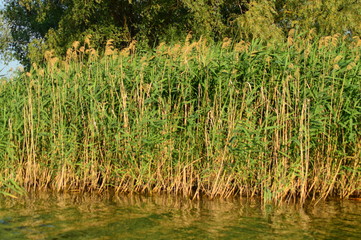 reeds on the shoreline
