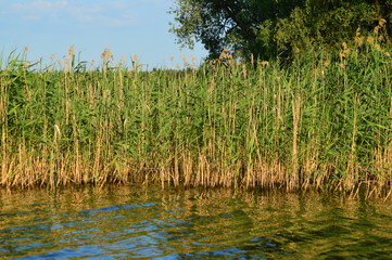 reeds on the shoreline